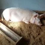 Підстилка з бактеріями для курника методи використання (курника) Підстилка з бактеріями для курника методи використання