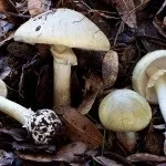 Поганка бліда де росте, як виглядає і як відрізнити від їстівних грибів (поганка) Поганка бліда де росте, як виглядає і як відрізнити від їстівних грибів