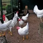 Підстилка з бактеріями для курника методи використання (використання) Підстилка з бактеріями для курника методи використання