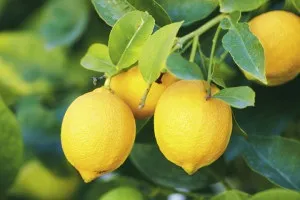 Корисні рецепти для мам, що годують дитину грудьми (дитини) Корисні рецепти для мам, що годують дитину грудьми