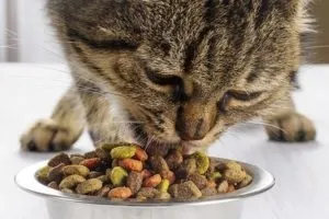 Повноцінний сухий корм для кішок Акана його плюси і мінуси (повноцінний) Повноцінний сухий корм для кішок Акана його плюси і мінуси