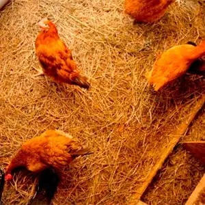 Підстилка для курника робимо суху підстилку для курей (підстилку) Підстилка для курника робимо суху підстилку для курей