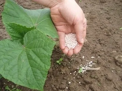 Підживлення і добрива для овочевих культур - овочеві культури