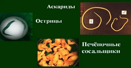 Полин від паразитів як приймати від глистів настоянка, відвар, і інші рецепти (паразитів) Полин від паразитів як приймати від глистів настоянка, відвар, і інші рецепти