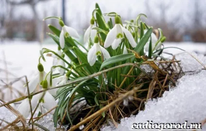 Пролісок квітка