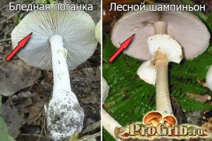 Поганка бліда де росте, як виглядає і як відрізнити від їстівних грибів (виглядає) Поганка бліда де росте, як виглядає і як відрізнити від їстівних грибів