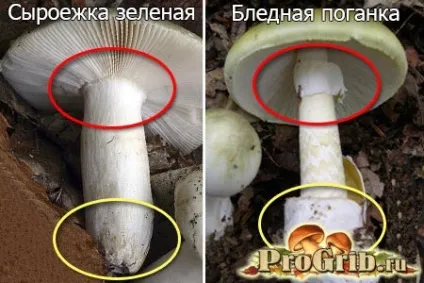 Поганка бліда де росте, як виглядає і як відрізнити від їстівних грибів (поганка бліда гриб росте виглядає смак сік відрізнити печерицю сироїжка) Поганка бліда де росте, як виглядає і як відрізнити від їстівних грибів