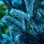 Посадка і догляд за олеандром - інструкція для садівника