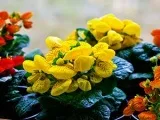 Посадка гортензії волотисте у відкритому грунті - коли, куди і як садити (гортензія волотисте) Посадка гортензії волотисте у відкритому грунті - коли, куди і як садити