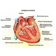 Пороки серця у собак 1
