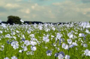 Користь і шкода насіння льону або все розкриті таємниці маленького зернятка (шкода) Користь і шкода насіння льону або все розкриті таємниці маленького зернятка