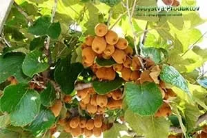 Користь ківі фрукта