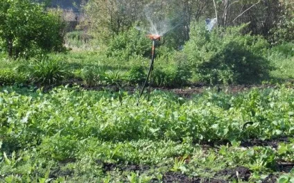 Помідори в заростях сидератів (сидератів) Помідори в заростях сидератів