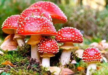 Користь мухомора для людей і тварин, отруєння мухомором (тварин) Користь мухомора для людей і тварин, отруєння мухомором