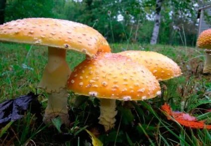 Користь мухомора для людей і тварин, отруєння мухомором (людей) Користь мухомора для людей і тварин, отруєння мухомором