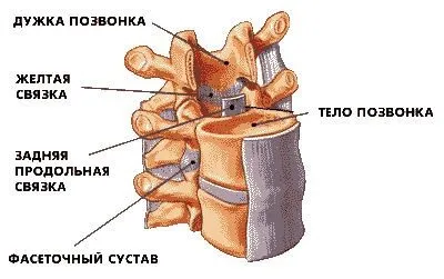 Хребетний стовп людини будова (схема), відділи хребта і функції (хребетний) Хребетний стовп людини будова (схема), відділи хребта і функції