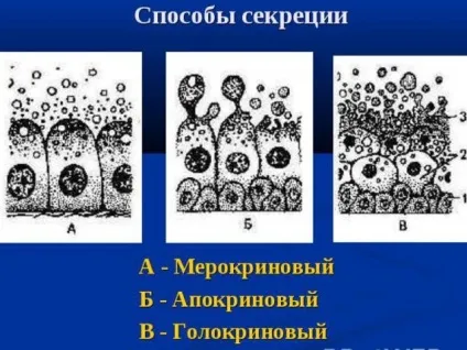 Потіє між ніг у паху у чоловіків - як лікувати (потіє) Потіє між ніг у паху у чоловіків - як лікувати