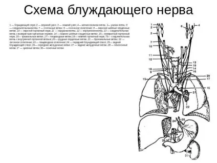 Потіє між ніг у паху у чоловіків - як лікувати (потіє) Потіє між ніг у паху у чоловіків - як лікувати