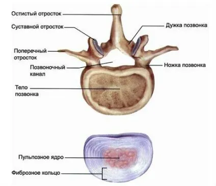 Хребетний стовп людини будова (схема), відділи хребта і функції (хребетний) Хребетний стовп людини будова (схема), відділи хребта і функції
