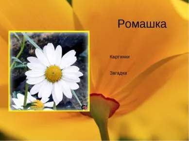 Презентація - польові квіти - завантажити безкоштовно (квіти) Презентація - польові квіти - завантажити безкоштовно