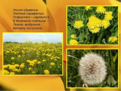 Презентація - польові квіти - завантажити безкоштовно