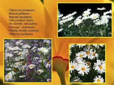 Презентація - польові квіти - завантажити безкоштовно