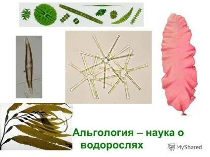 Презентація на тему альгологія - наука про водорості (альгологія - наука про водорості. Водорості - це штучна група талломних спорових організмів) Презентація на тему альгологія - наука про водорості