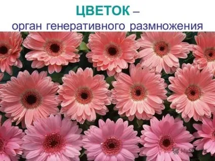 Презентації на тему - квітка