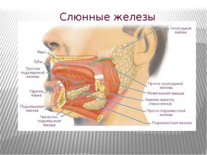 Причини і лікування плеоморфной аденоми привушної слинної залози (лікування) Причини і лікування плеоморфной аденоми привушної слинної залози