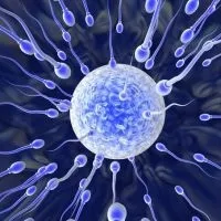 Ознаки запліднення яйцеклітини (яйцеклітини) Ознаки запліднення яйцеклітини