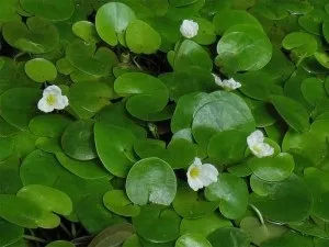 Проектуємо і створюємо біоплато на дачній ділянці в Дмитрові (водні рослини здатні) Проектуємо і створюємо біоплато на дачній ділянці в Дмитрові