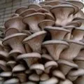 Виробництво біогумусу в домашніх умовах своїми руками як бізнес технологія і устаткування (біогумусу) Виробництво біогумусу в домашніх умовах своїми руками як бізнес технологія і устаткування
