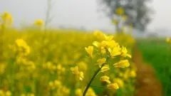 Протипоказання для знеболювання при лікуванні зубів - алергія при обезбаливание лікування зубів - (протипоказання для загальної анестезії) Протипоказання для знеболювання при лікуванні зубів - алергія при обезбаливание лікування зубів -