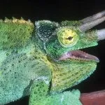 Расбора клінопятністая зміст, розведення, фото, відео (більш яскраво пофарбовані) Расбора клінопятністая зміст, розведення, фото, відео