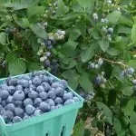 Розмноження акації, будинок, сад, город