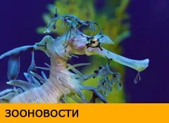 Розпилювач для акваріума своїми руками (розпилювач) Розпилювач для акваріума своїми руками