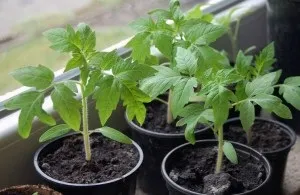 Розсада помідор на підвіконні, сад, город (розсади томатів) Розсада помідор на підвіконні, сад, город