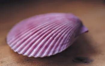 Мушлі в будинку