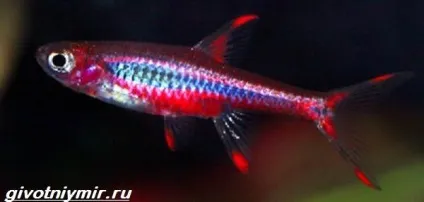 расбора рибка