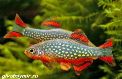 расбора рибка