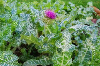 Розторопша плямиста (чортополох молочний) лікувальні, корисні властивості, застосування, чай, трава, (властивості) Розторопша плямиста (чортополох молочний) лікувальні, корисні властивості, застосування, чай, трава,