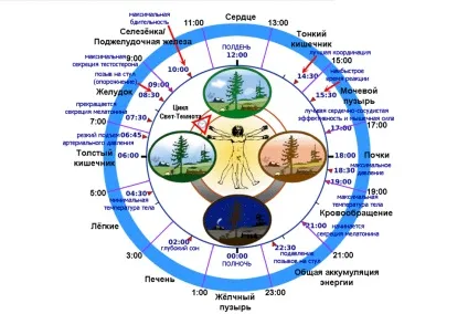 Розпорядок дня організму активність органів по годинах (активність) Розпорядок дня організму активність органів по годинах
