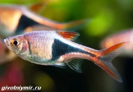 расбора рибка
