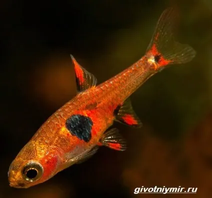 расбора рибка
