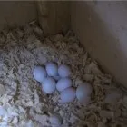 Розведення папуг як бізнес вирощування, реалізація (бізнес) Розведення папуг як бізнес вирощування, реалізація