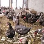 Розведення, утримання та догляд за мускусними качками (розведення) Розведення, утримання та догляд за мускусними качками