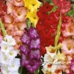 Розмноження хризантем, підсобне господарство