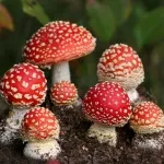 Реальні небезпеки методу Капустіна (небезпеки) Реальні небезпеки методу Капустіна
