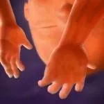 Розвиток плоду по тижнях вагітності - як живе і розвивається малюк в животі у мами - my life (тижнях) Розвиток плоду по тижнях вагітності - як живе і розвивається малюк в животі у мами - my life