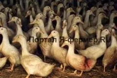 Розведення каченят на м'ясо